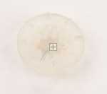 Sealing Materials - 1048830 Washers [Amica]